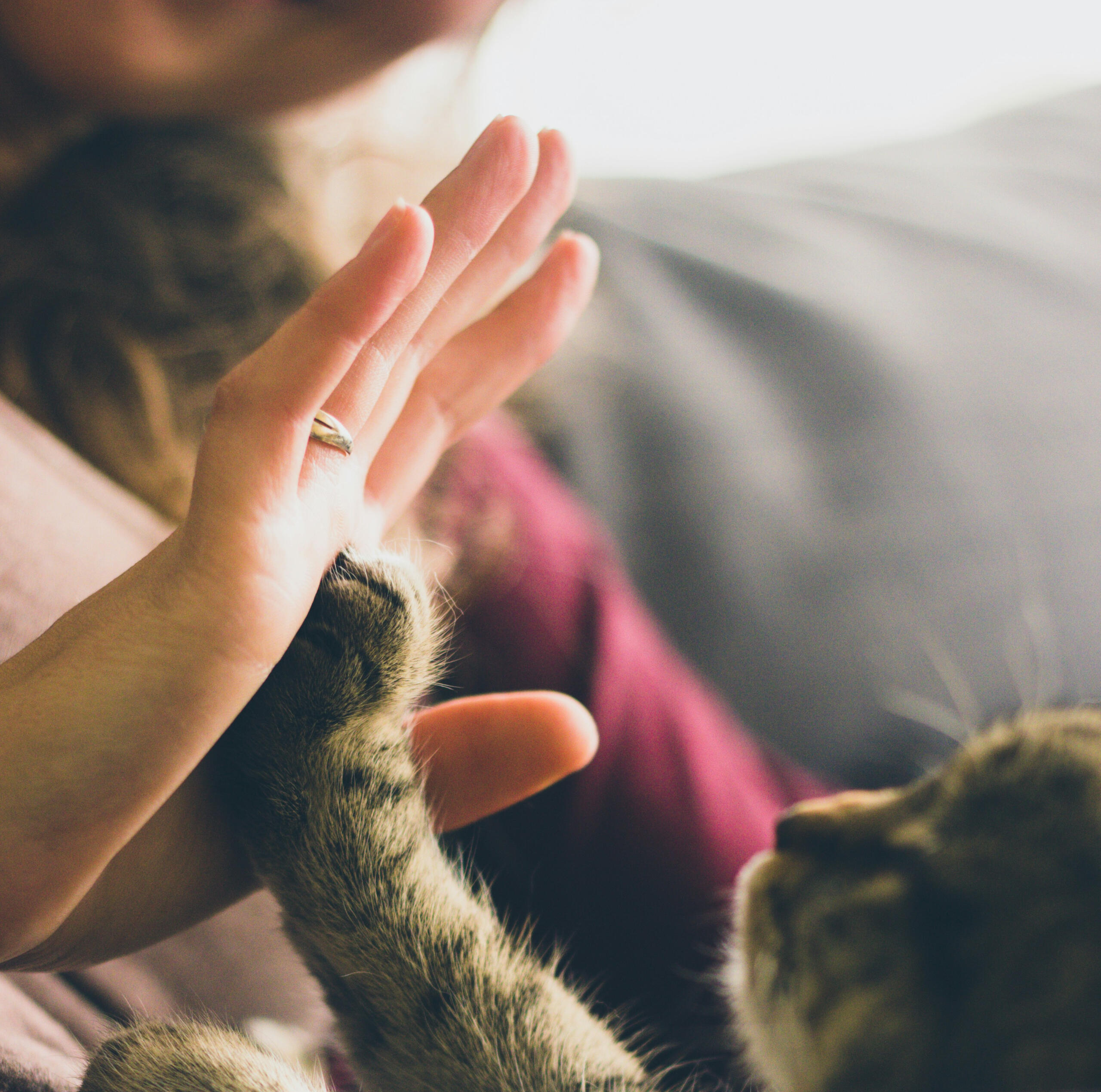 Kathy providing remote energy healing for pets